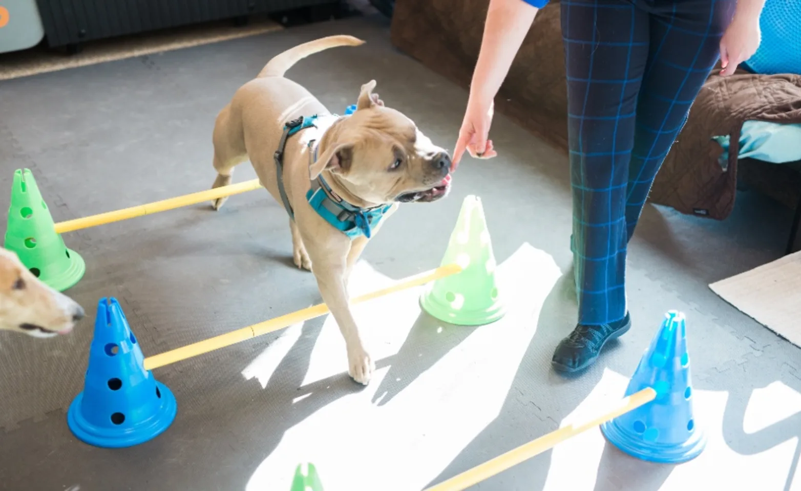 A dog being guided through rehabilitation exercises